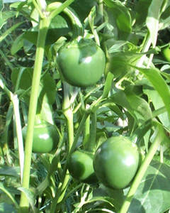 Cascabell chilli plant