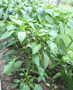 Robustini Chilli Plant