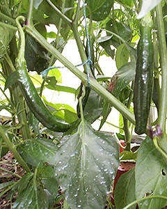 Chilaca chilli Plant