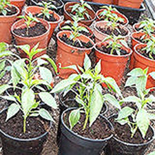 Chilli Seedlings in 3 inch pots