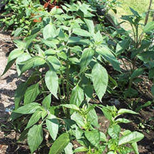 Chilli Plants in Ground