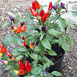 Rocoto Red Chilli Plant
