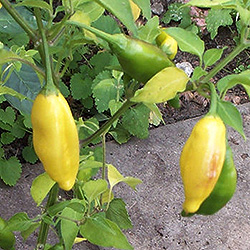 Tabasco Chilli Plant