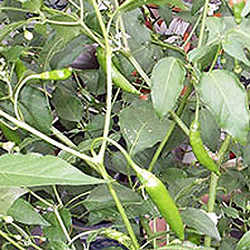 Criolla Sella Chilli Plant