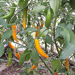 Criolla Sella Chilli Plant