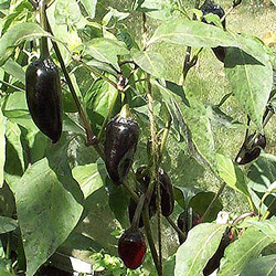 Czech Black Chilli Plant