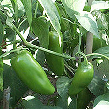 Giant Jalapeno Chilli Plant