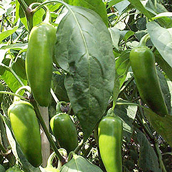 Jalapeno Giant Chilli Plant