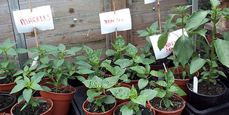 Chilli Plants in 5cm pots all potted on