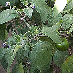 Rocoto Red Chilli Plant