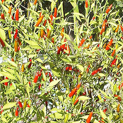 Rooster Spur Chilli Plant