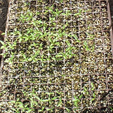 chilli seedlings in small cells