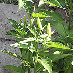 Tabasco Chilli Plant