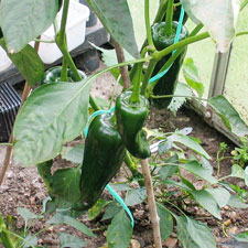 Ancho Chilli Plant