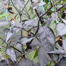 Orozco Chilli Plant