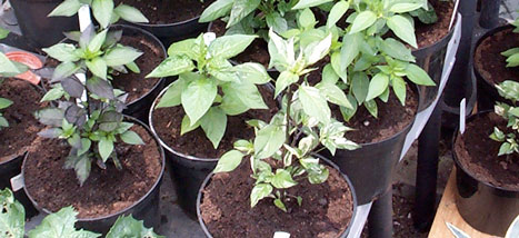 Chilli Plants in 3 litre pots