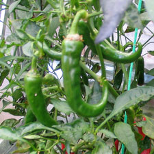 Ring of Fire Chilli Plant