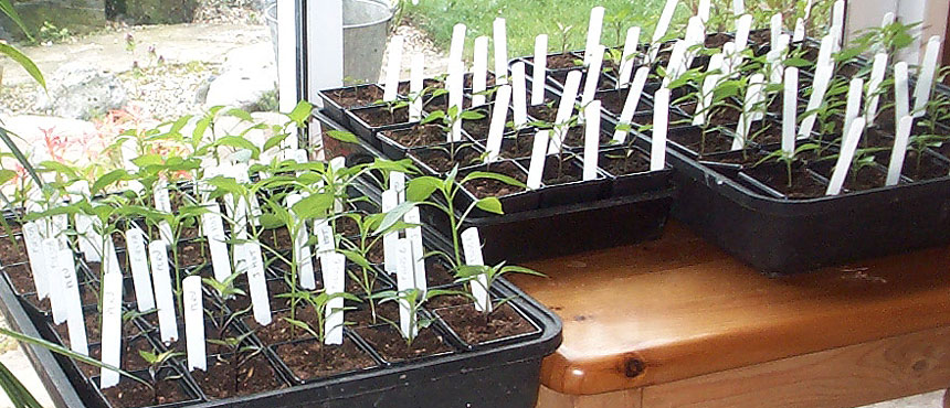 Chilli Seedlings in trays