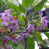 Purple Rocket Chillis in Flower