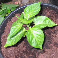 Naga Jolokia Plant