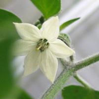 Serrano Del Sol Chilli Flower