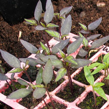 Chilli Seedlings in plugs