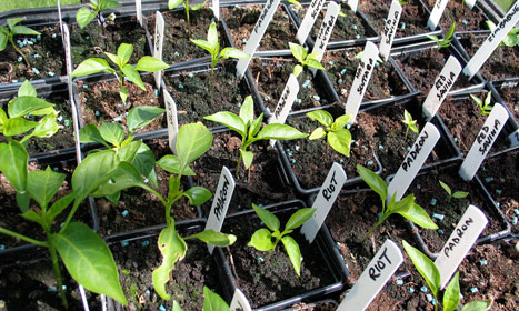 Chilli Seedlings