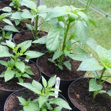 2 – 4 litre pots for pot plants
