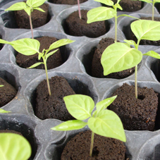 Greenhouse Sensation Quad Grow