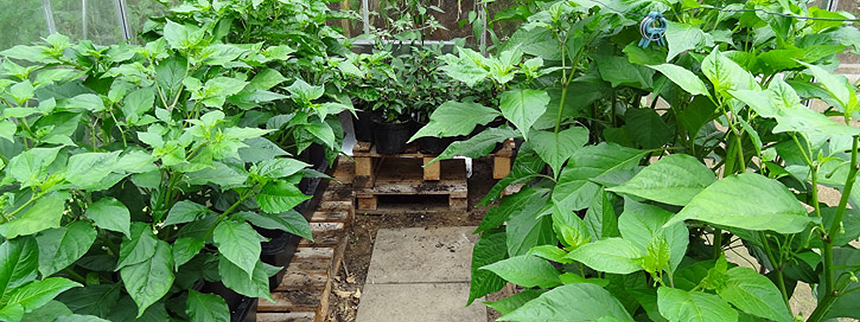 inside greenhouse July